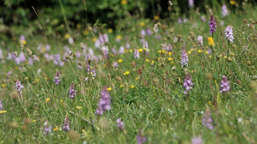 Chalk grassland flowers at Saddlescombe Farm